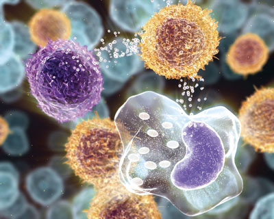 The cycle of inflammation. B cells communicate via cytokines with other inflammatory cells, such as T cells and macrophages, to maintain and amplify the cycle of inflammation